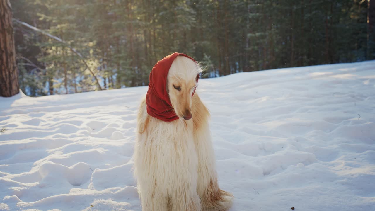 A cream-colored Azawakh dog wearing a red scarf in a snowy forest