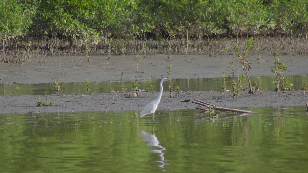 gran garceta de pie en aguas poco profundas con fondo de humedales de manglares