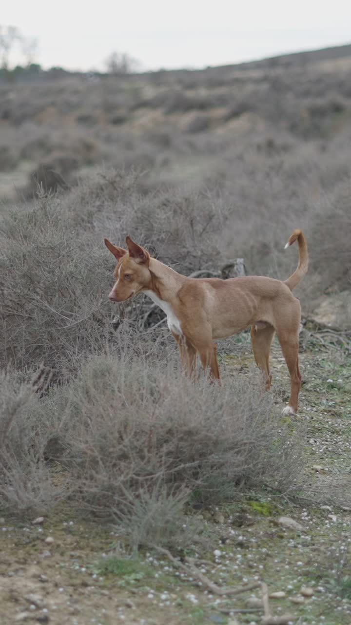 A Podenco Ibicenco dog in a field