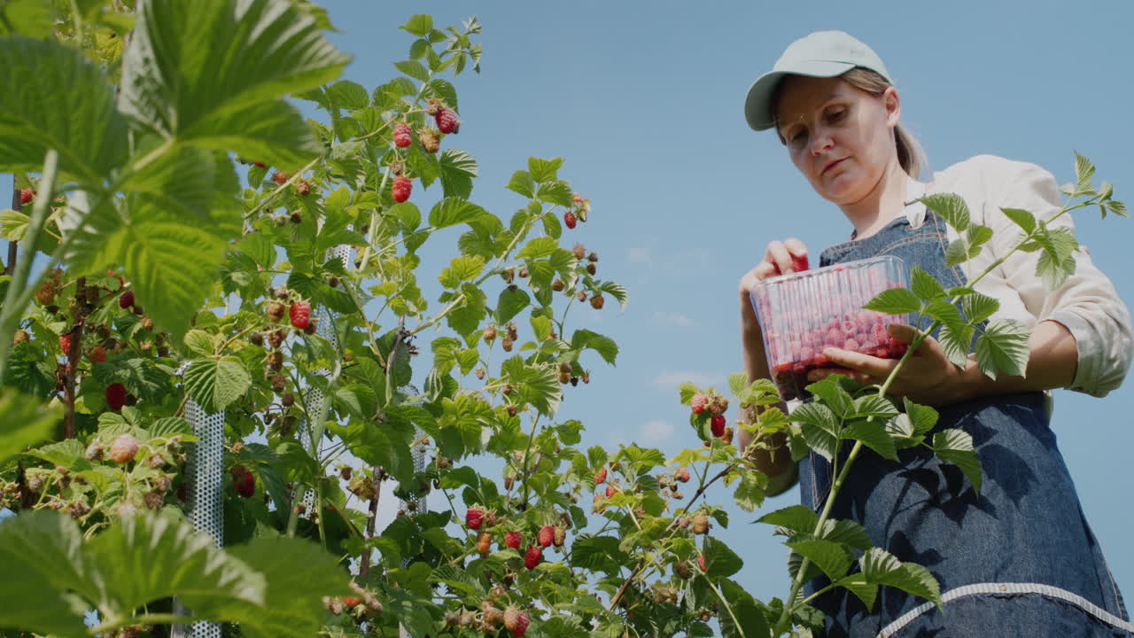 Woman harvesting raspberries, bottom view