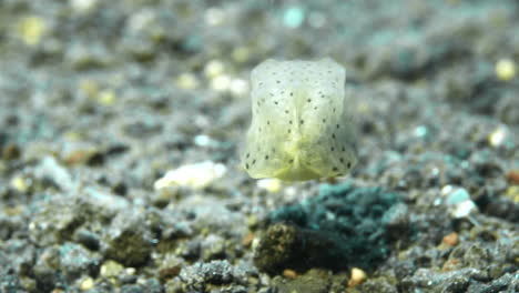 adorable boxfish swimming away underwater