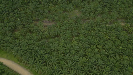 Luftaufnahme-Einer-Riesigen-Palmölplantage
