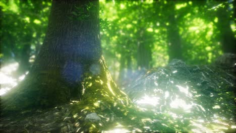 sunbeams shining through natural forest of beech trees