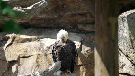 Bald-eagle-preens-feathers-with-yellow-beak-against-rock-wall-of-enclosure