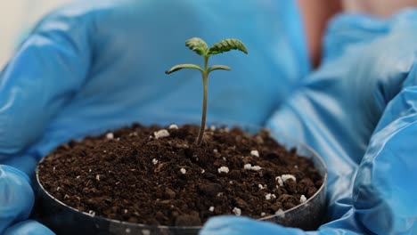 plant seedling in petri dish held by gloved hands