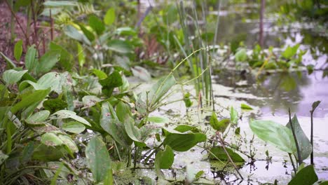 Dolly-Rechten-Schuss-Von-Grünen-Wasserpflanzen-Auf-Einem-Teich