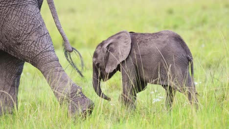 Toma-En-Cámara-Lenta-De-Un-Lindo-Elefante-Bebé-Paseando-A-Través-De-La-Sabana-De-Pastizales-Altos,-Reserva-Nacional-De-Masai-Mara,-Kenia,-Animales-De-Safari-De-áfrica-En-La-Conservación-Del-Norte-De-Masai-Mara