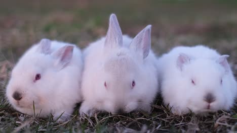 group of little white rabbits in the sunlight