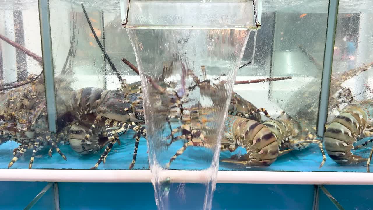 Live Spiny Lobsters in a Seafood Market Tank | Premium Stock Video Footage