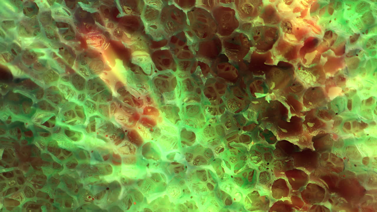 textura celular abstracta