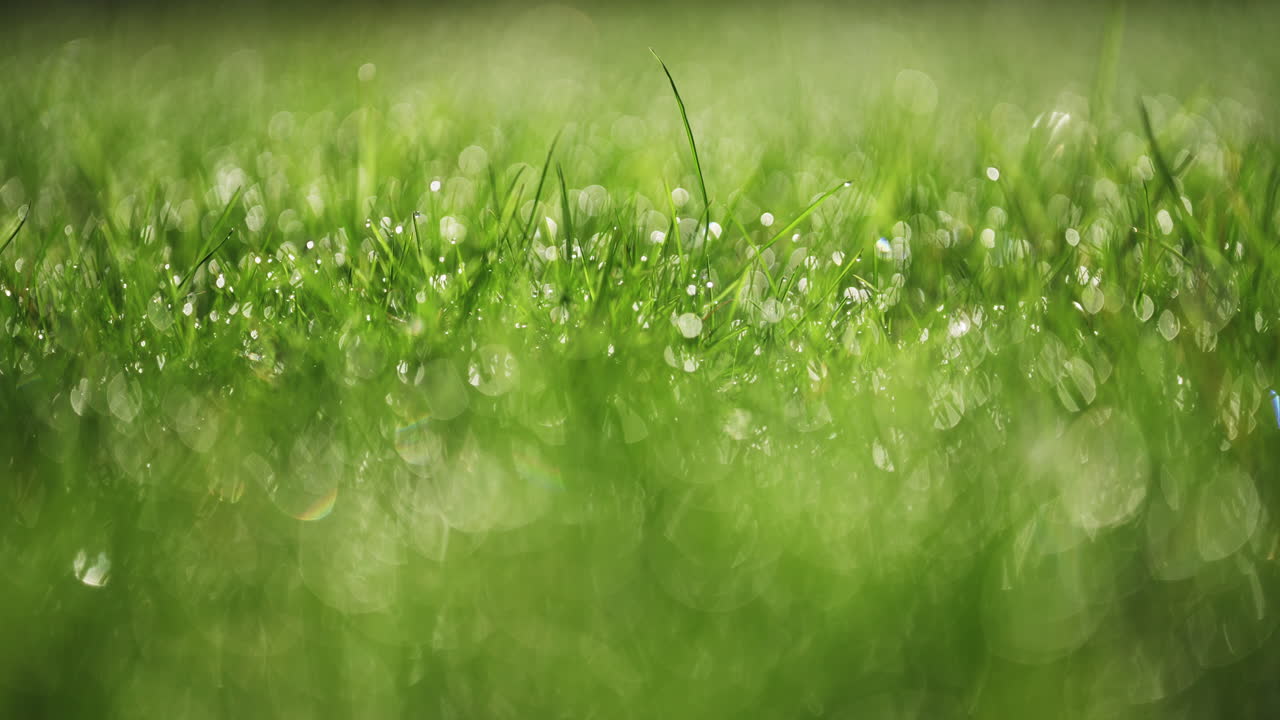 Macro shot of dew on grass
