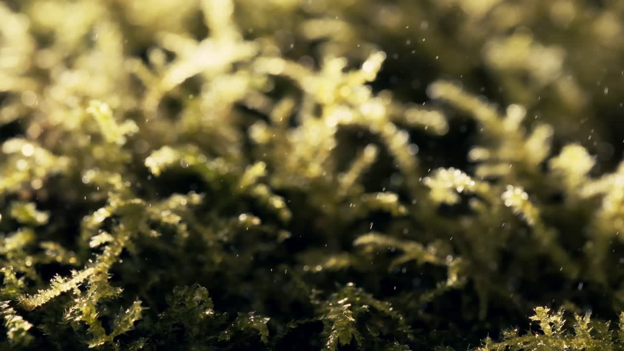 Dolly out macro shot of green moss with tiny water droplets floating in backlight. Super slow motion and cinematic lighting create a dreamy, organic and immersive natural scene.