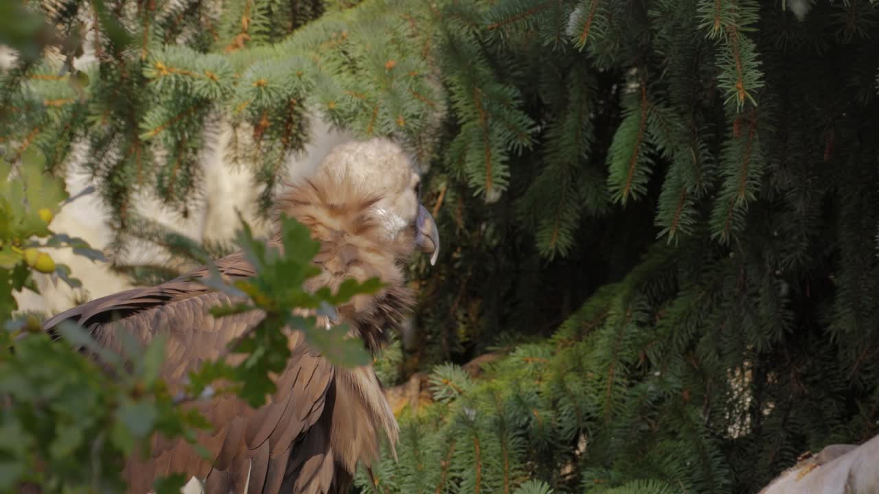 황색 독수리 (aegypius monachus) 는 온대 유라시아의 대부분에 분포하는 큰 포식자 조류입니다. 검은 독수리, 승려 또는 유라시아 검은 독수리라고도 알려져 있습니다.