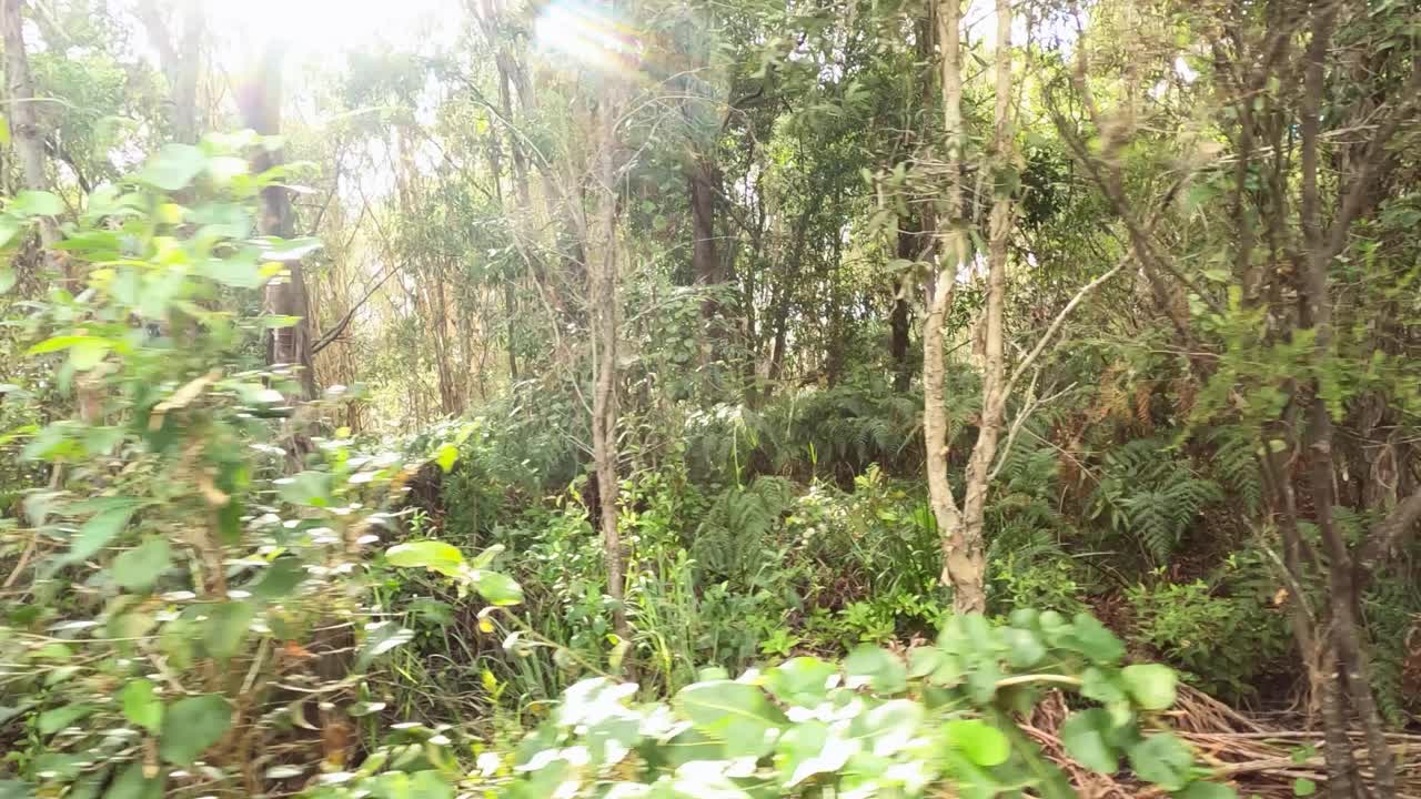 울창한 숲 지대 또는 숲을 통과하는 4륜 구동