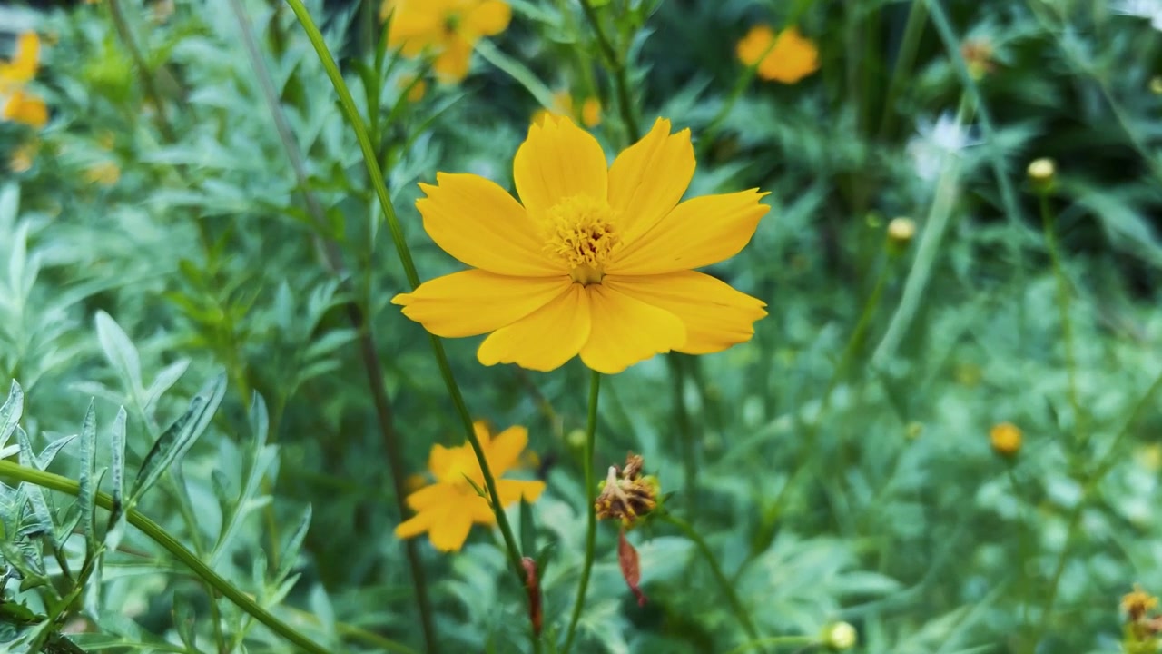 Fiore di Cosmos giallo che sboccia in un giardino lussureggiante