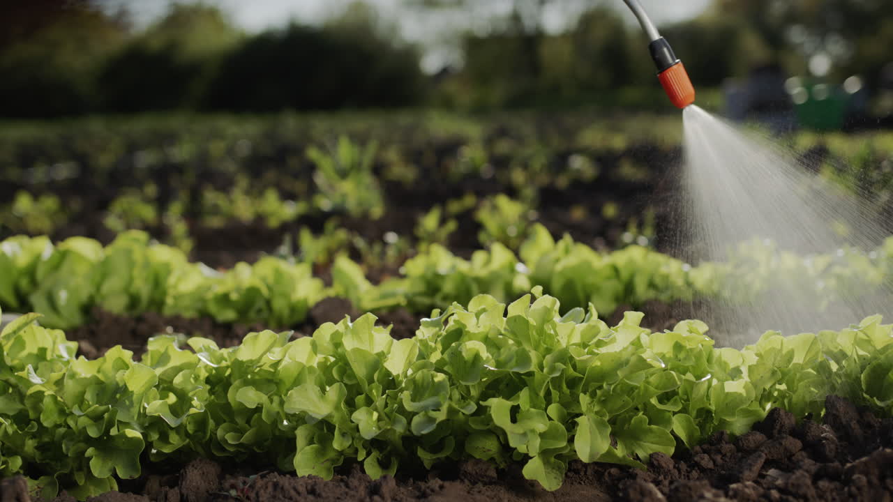 granjero rocía brotes verdes en plantas de procesamiento de campo