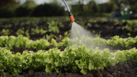 farmer sprays green shoots in field processing plants