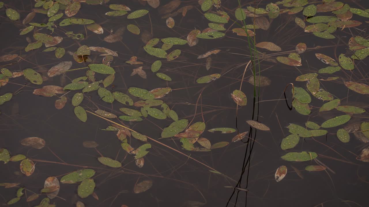 잔물결을 만드는 바람과 함께 호수에 물 식물