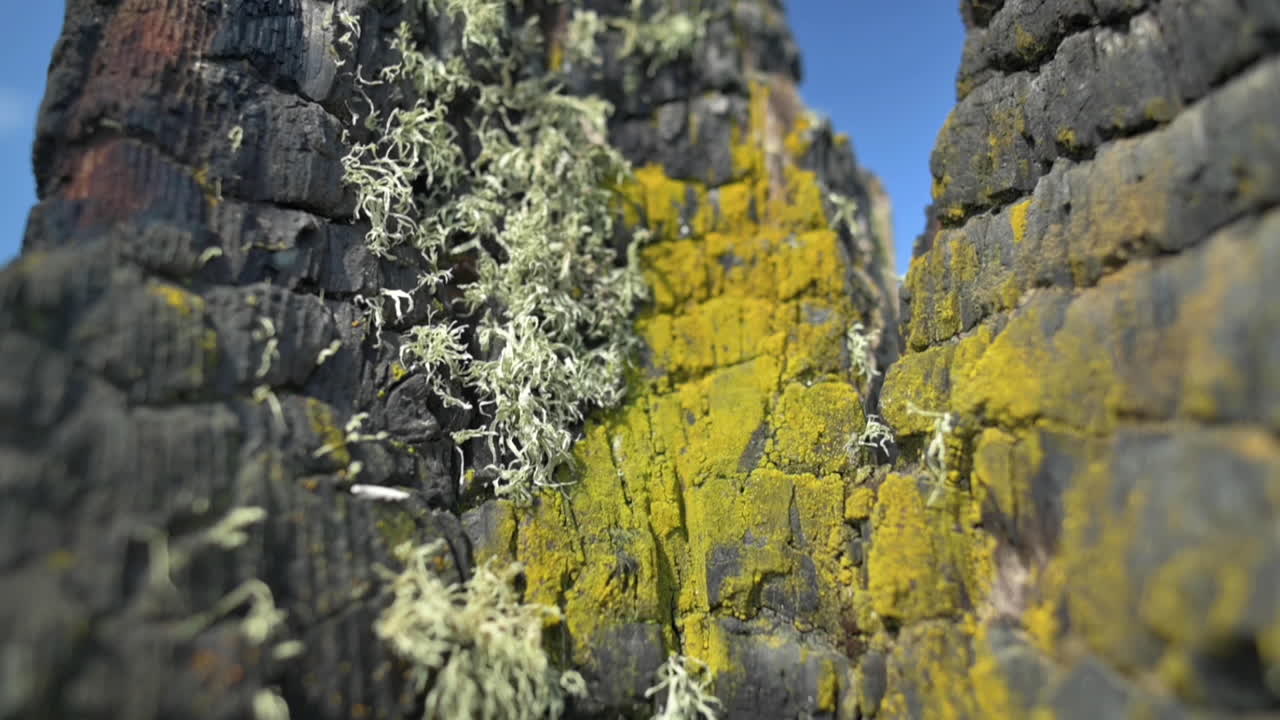 오레곤주 반돈에서 발생한 화재로 타버린 나무 안의 울퉁불퉁한 표면에 있는 이끼와 이끼 - 매크로, 아래로 기울임