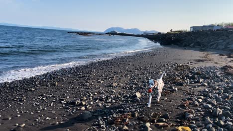 Dog-playing-alone-on-a-pebbly-shoreline-in-Iceland-with-gentle-waves-and-clear-skies,-distant-mountains