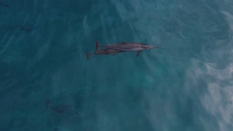 two hawaiian spinner dolphins swimming together under the blue sea in makua, oahu, hawaii