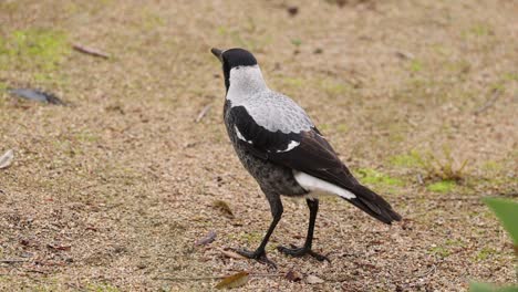 australian magpie on the ground