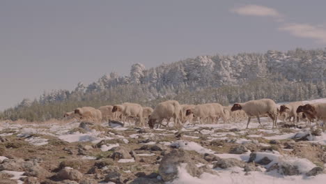 Herd-of-sheep-walking-in-snow-covered-rocks