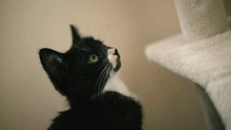 close up of black cat observing her cat tree house