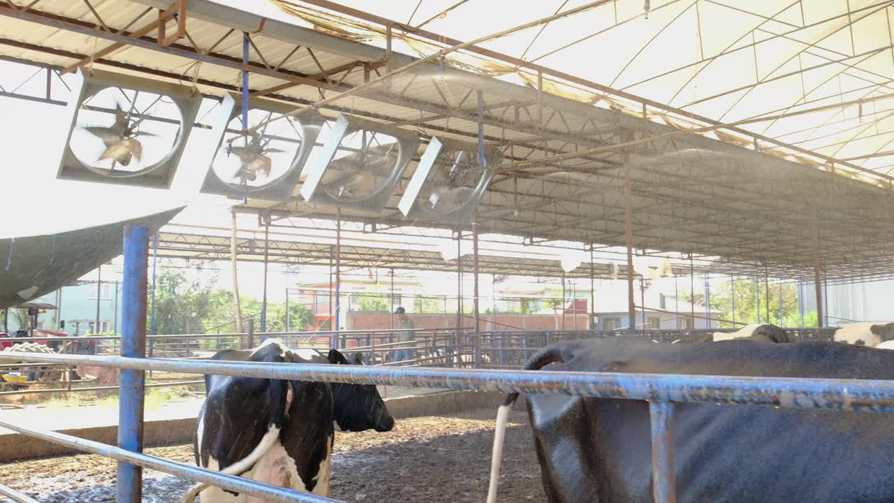 Die Beregnungsanlage wird eingeschaltet, um die Kühe zu kühlen.