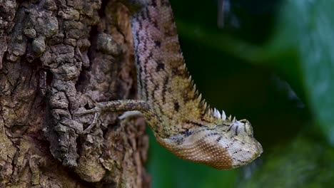 The-Oriental-Garden-Lizard-is-also-called-the-Eastern-Garden-Lizard,-Bloodsucker-and-Changeable-Lizard