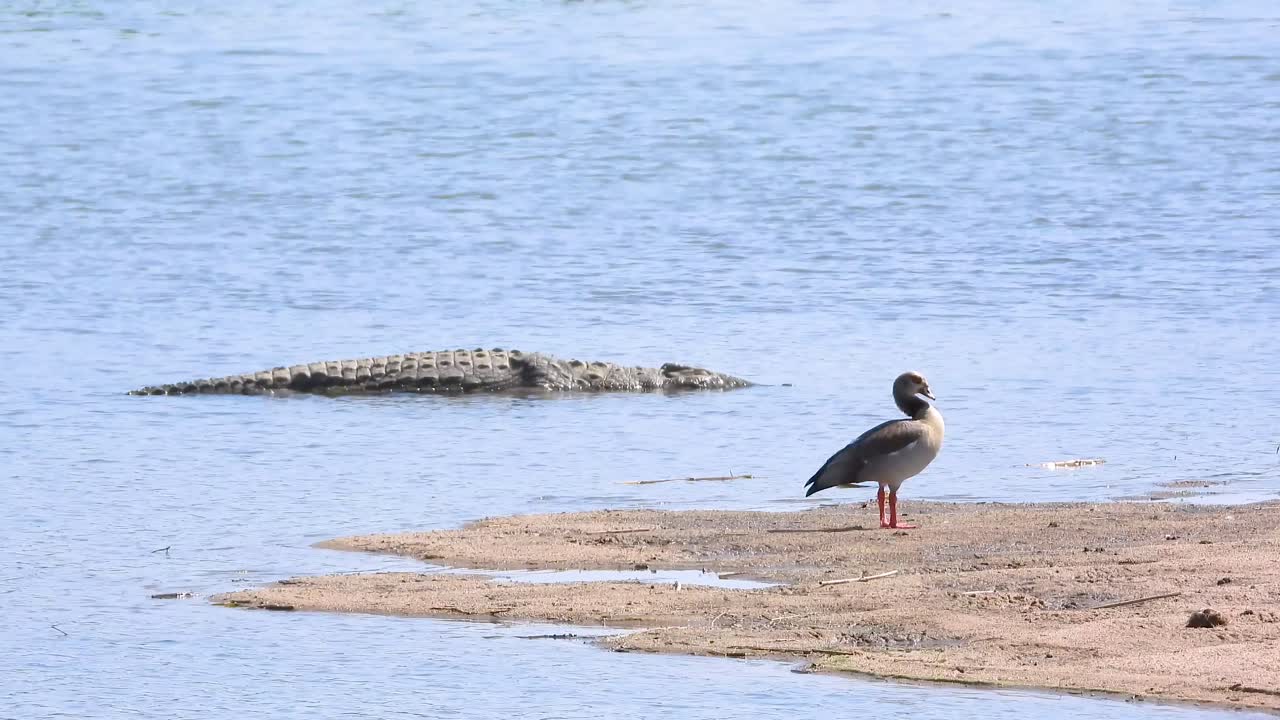Dramatic wildlife moment captures Egyptian Goose standing cautiously on sandy shore while crocodile glides silently in blue waters. Natural predator-prey tension in wetland setting.