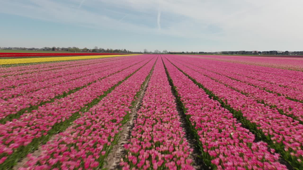 dolly de hermosos tulipanes rosados en un gran campo en los países bajos
