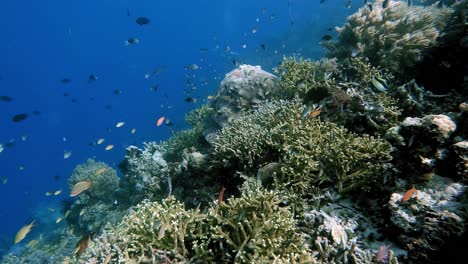 clam and tranquil life above a healthy coral reef