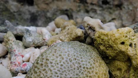 Hermit-crab-in-shell-walking-on-rocky-coastline-of-beach-on-tropical-island