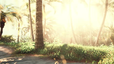 tropical garden with palm trees in sun rays
