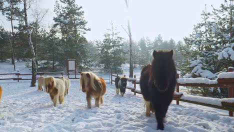 herd of colorful shetland ponies walking through the snow in beautiful winter scenery