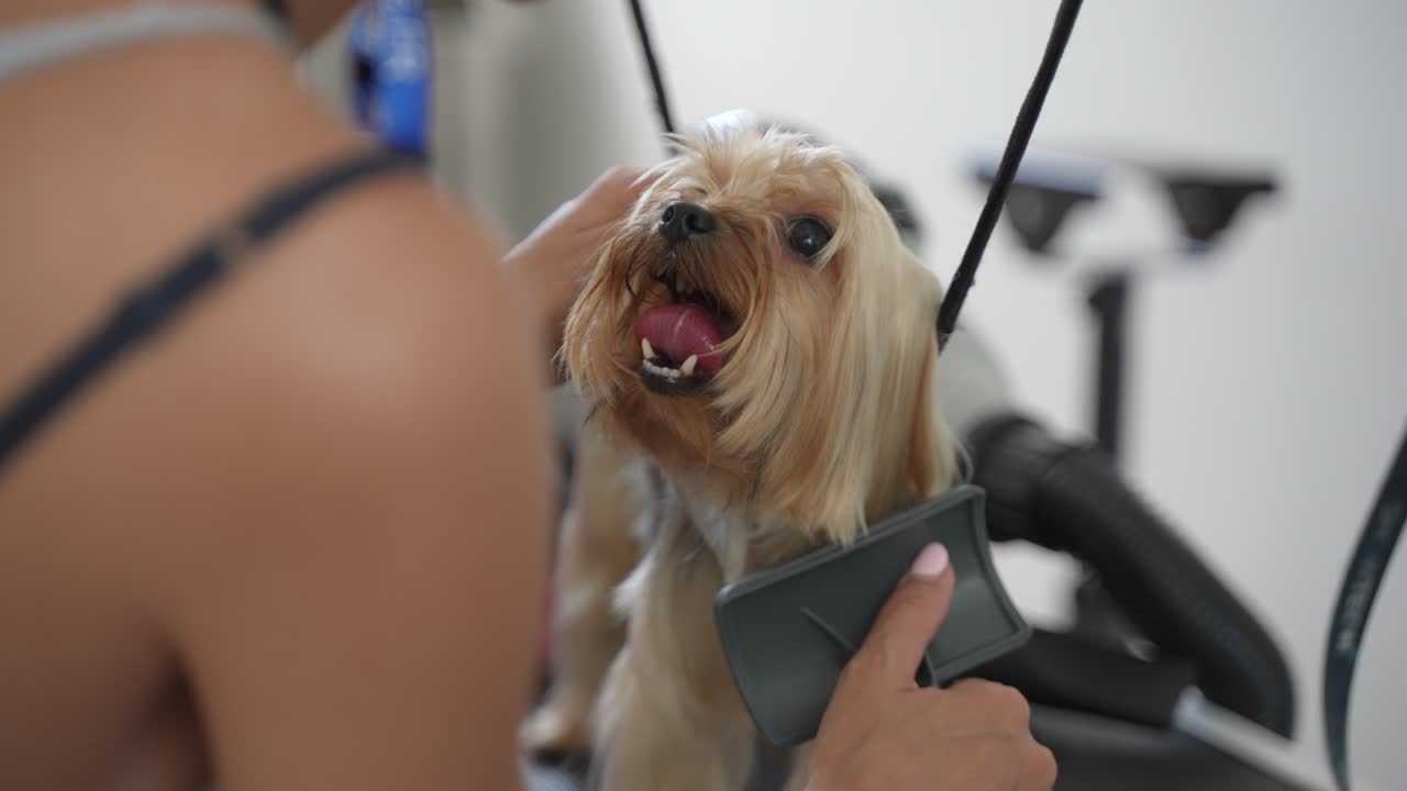 Besitzerin kämmt glücklichen Yorkshire Terrier im Hundesalon