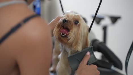 female owner combing happy yorkshire terrier in a grooming salon