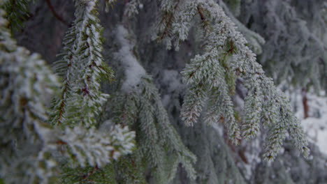 Vereister-Zweig-Einer-Tanne,-Der-Im-Winter-Im-Wind-Weht