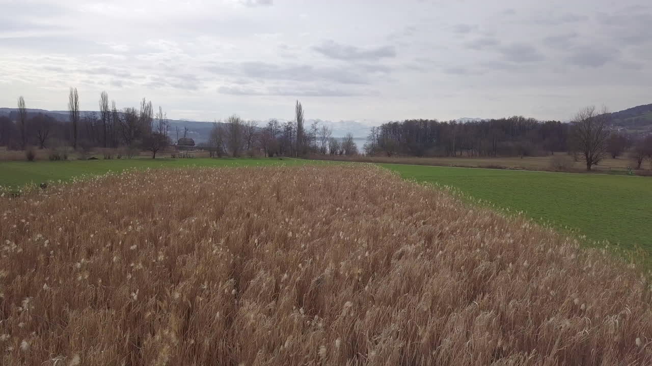 Drone shot flying across a field of reeds as a person is slowly walking alongside it.