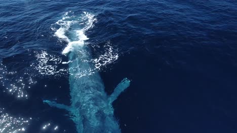 ballena azul gigante sale a la superficie de cerca