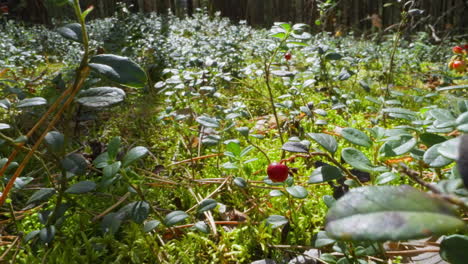 lush green glade with small ripening red berries in forest