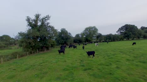 Flyover-view-of-cattle-grazing-on-grass-pasture-land-in-north-Wales-UK