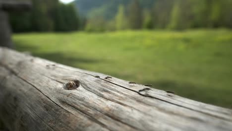 Armee-Von-Ameisen,-Die-Im-Frühling-Entlang-Eines-Zauns-In-Der-Nähe-Des-Bohinjer-Sees-Auf-Dem-Land-Laufen