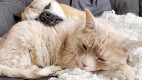 dog and cat cuddling on a couch