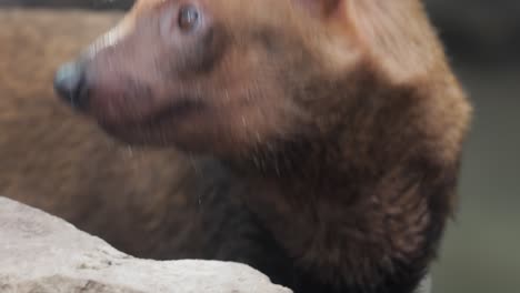 bush dog (speothos venaticus) in nature. bush dogs are found from panama in central america, through much of south america.