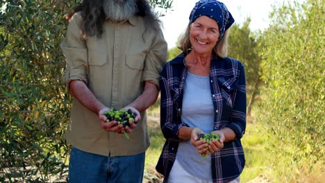 happy couple holding harvested olives in hand 4k