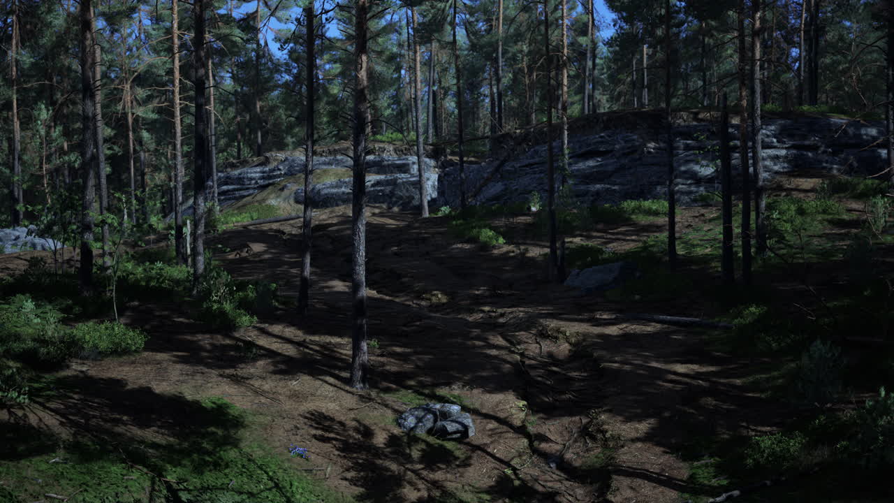 산 기 ?? 에 있는 소나무 숲