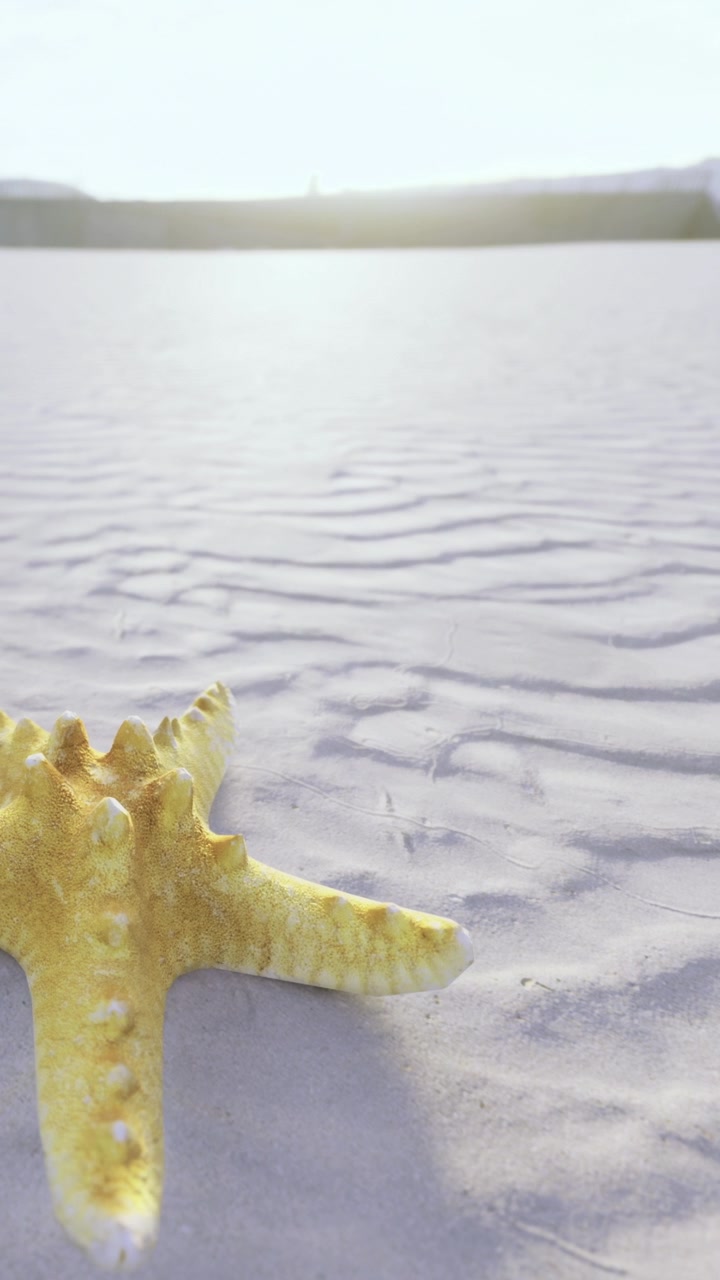 Starfish on the sandy beach during sunset near the water