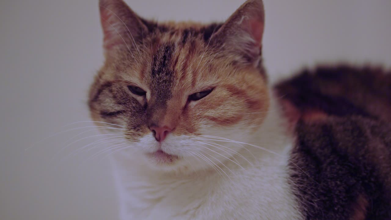 귀엽고 아름다운 국내 고양이가 침대에 누워 집에 있는 카메라를 보고 있습니다.